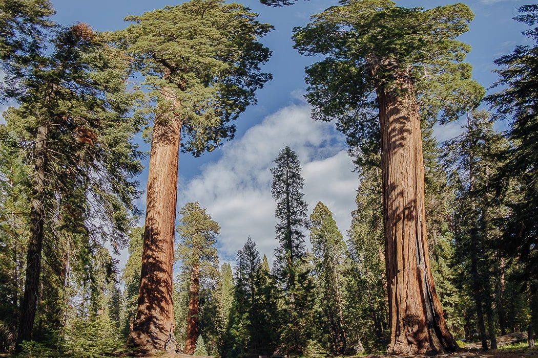 Mammutbäume im Redwood National Park in Kalifornien, USA