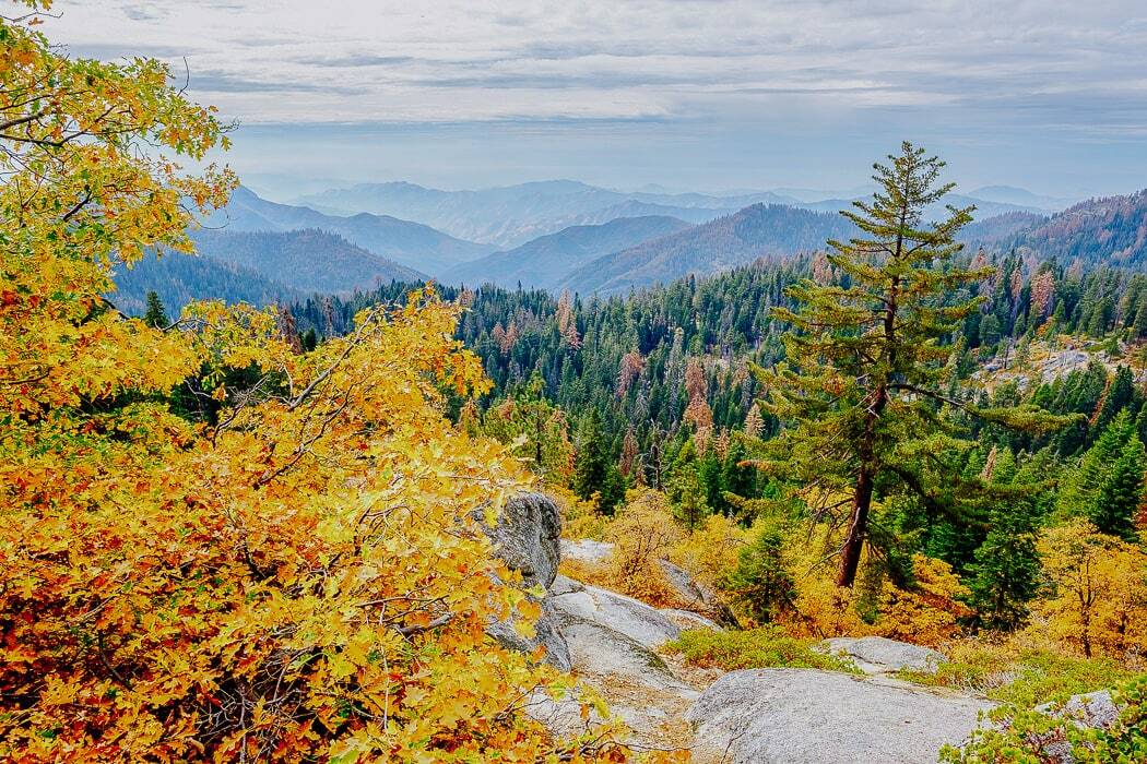 Panoramablick über den Wald im Sequoia National Park im Herbst