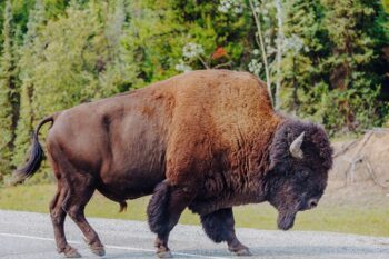 Ein Bison auf der Straße iom Yellowstone National Park, USA