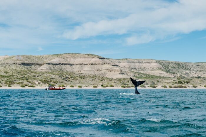 Wale vor der Halbinsel Valdes