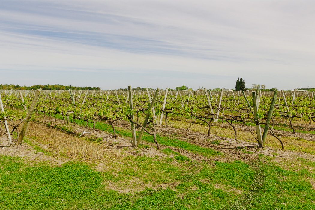 Weinreben in Uruguay