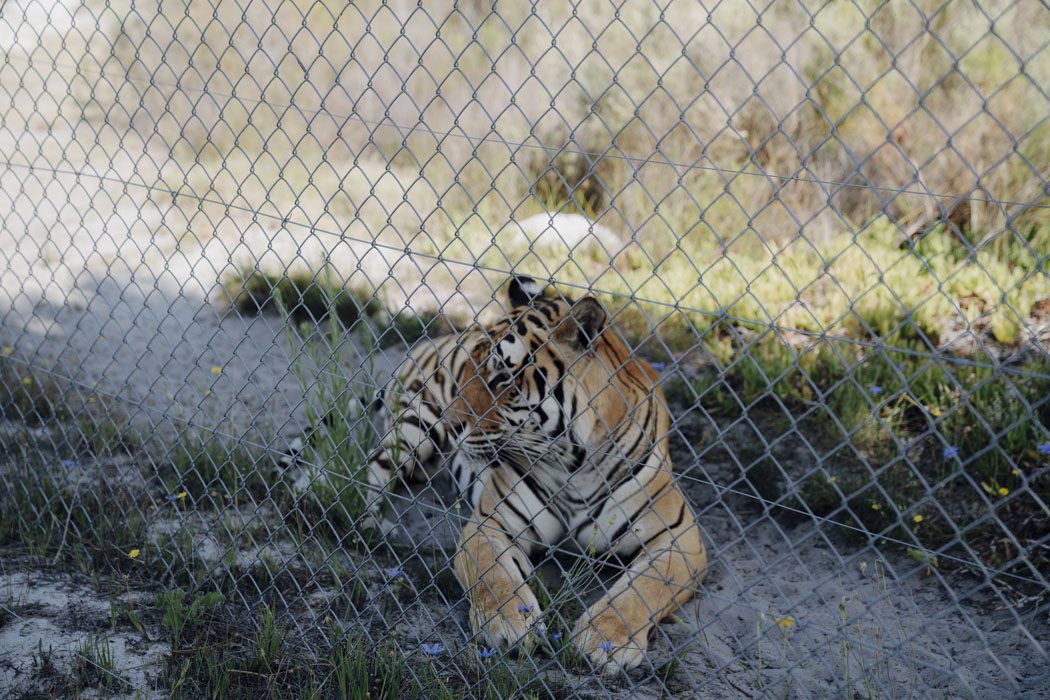 Tiger im Panthera Africa Big Cat Sanctuary