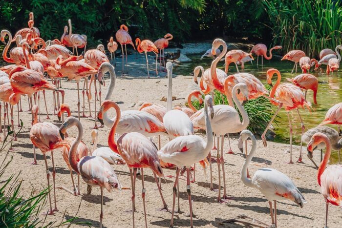 Flamingos im Zoo von San Diego