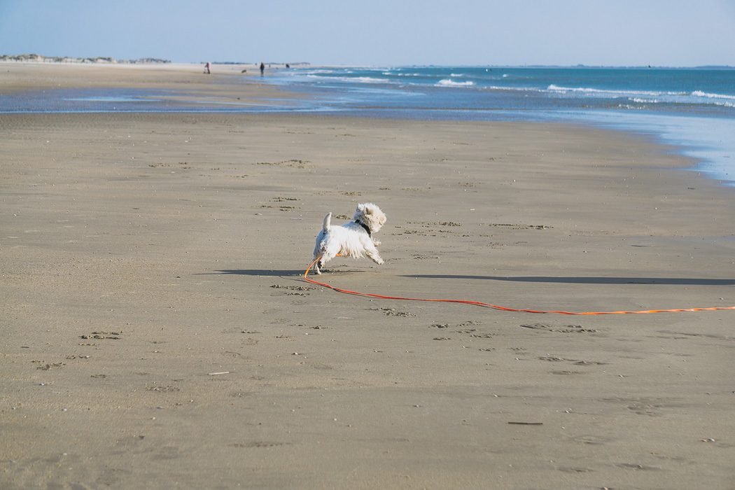 Mit einer Langlaufleine hältst du dich an die Leinenpflicht auf Juist und dein Hund kann trotzdem rennen und spielen.