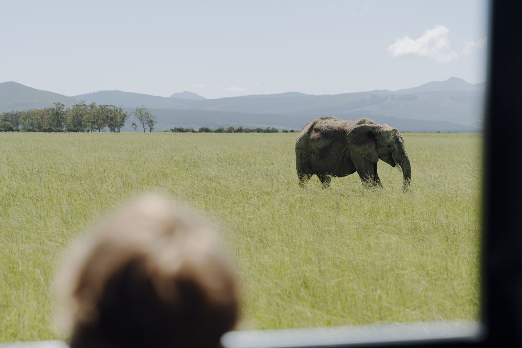 Kind betrachtet Elefant