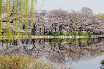 Ueno Park in Tokio während der Kirschblüte