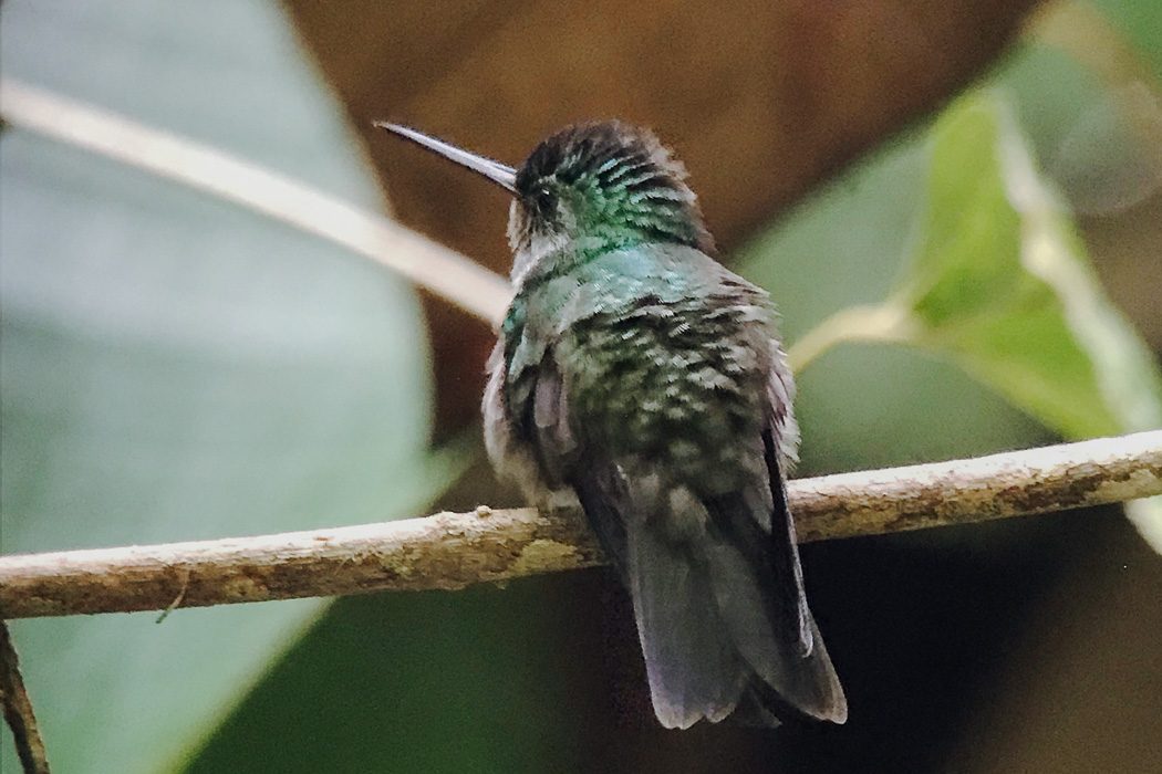 Ein Kolibri in Costa Rica