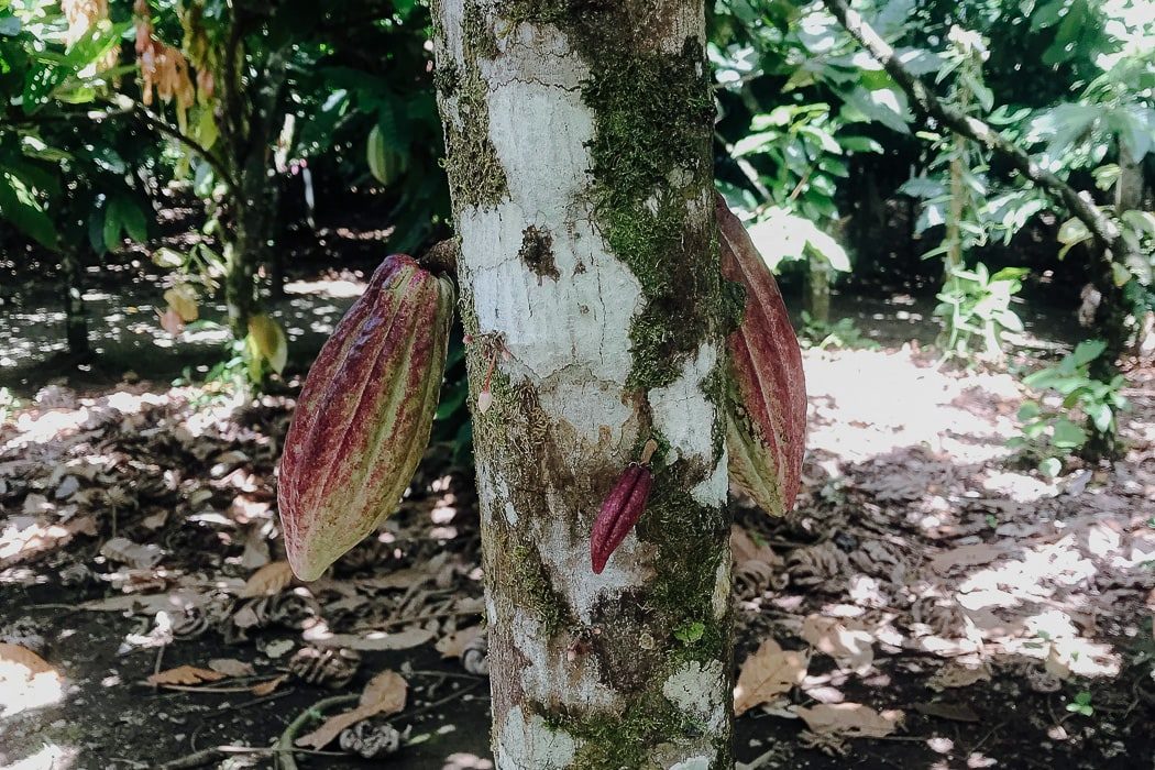 Früchte an einem Kakaobaum in La Fortuna, Costa Rica