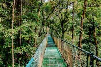 Eine Hängebrücke im Nebelwald Monteverde