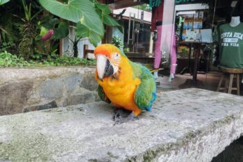 Ein Papagei im Monteverde Reservat in Costa Rica