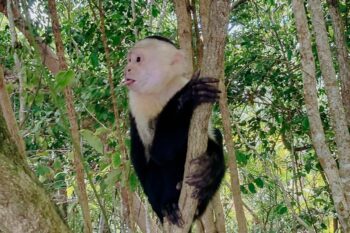 Ein Affe hängt an einem Baum im Nationalpark Manuel Antonio in Costa Rica