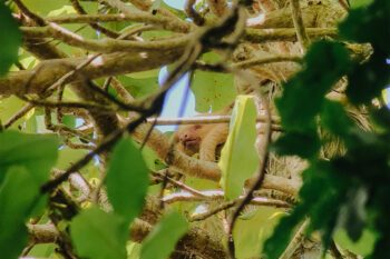 Faultier-Baby im Nationalpark Manuel Antonio in Costa Rica
