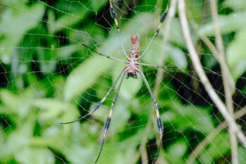Spinne im Nationalpark Manuel Antonio in Costa Rica