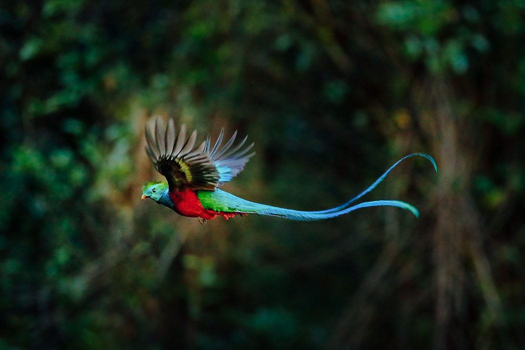 Ein Quetzal in Costa Rica