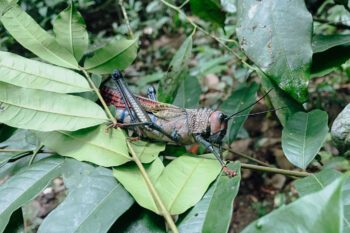 Riesenheuschrecke im Nationalpark Corcovado in Costa Rica