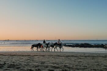 Pferde am Strand von Tamarindo, Costa Rica