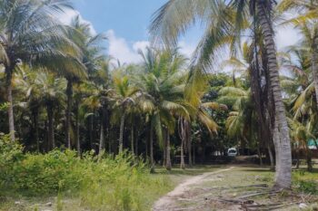 Palmen an der Playa Arrecife