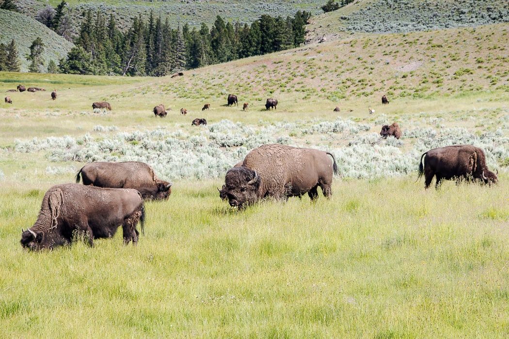 Bisons im Lamar Valley im Yellowstone National Park
