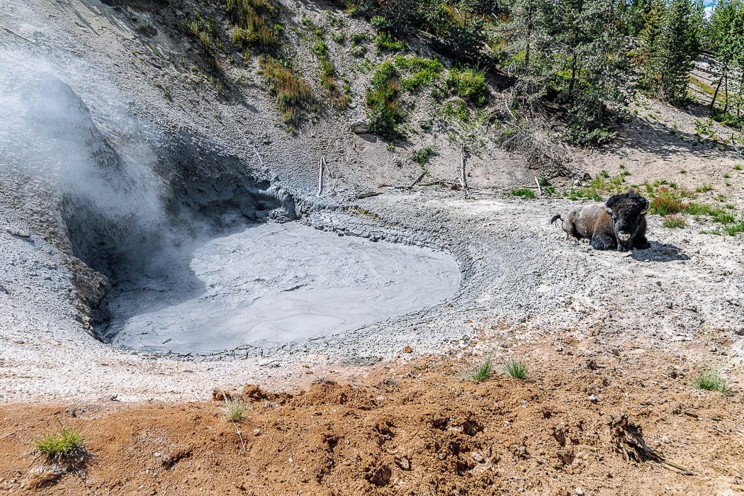 Schlammige heiße Quelle und ein Bison im Yellowstone Nationalpark