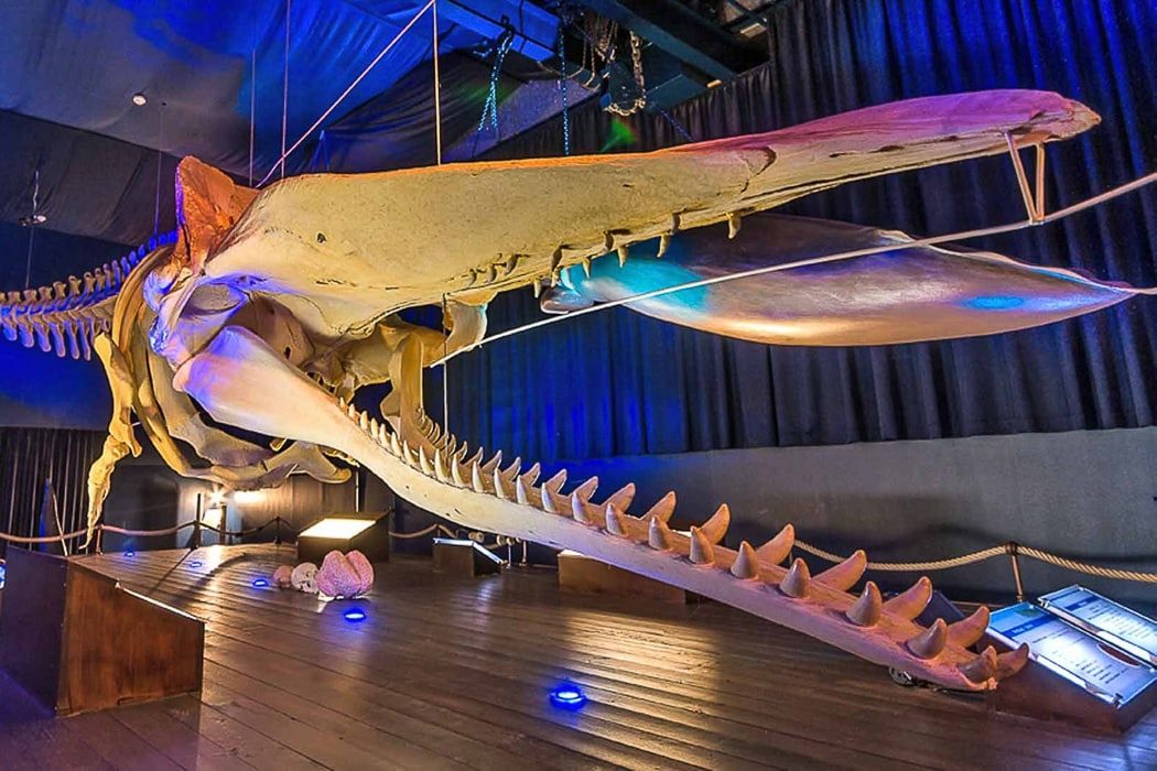Das Highlight im Waloseum: Ein 15 Meter langes Walskelett.