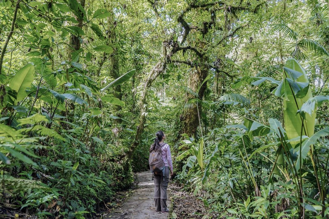 Eine Frau wandert durch den dichten Monteverde Nebelwald