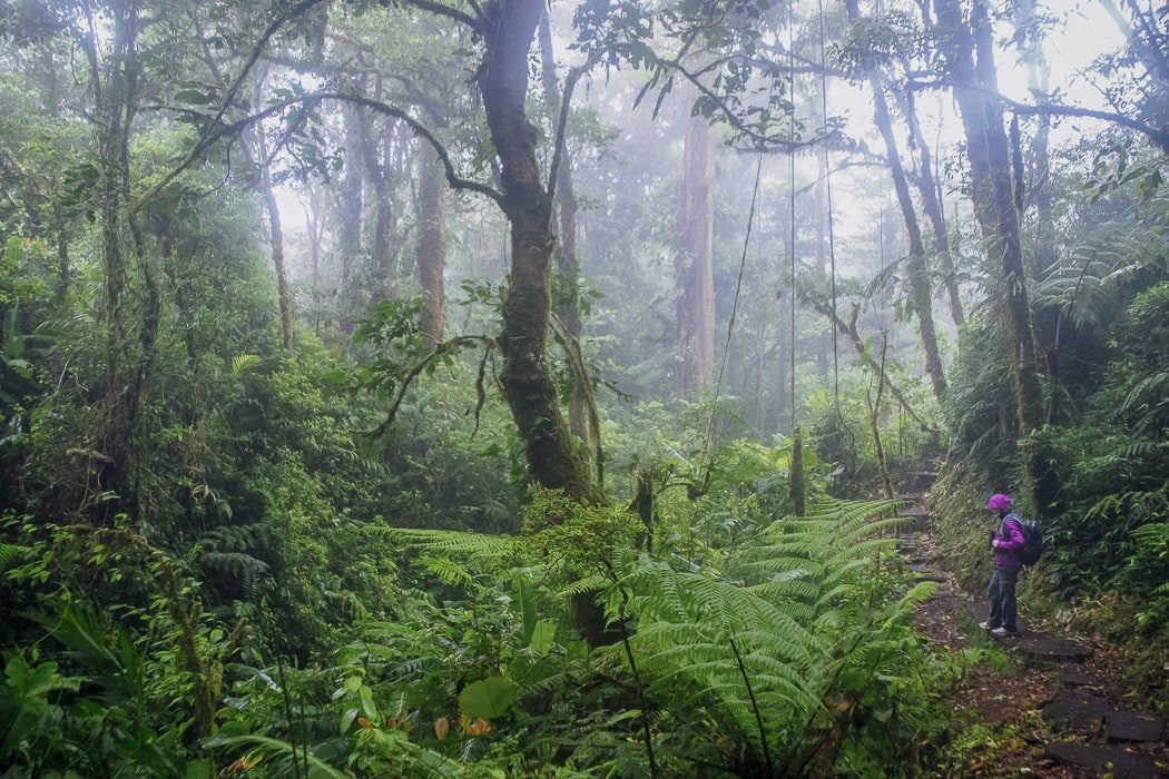 Blick in den dichten Monteverde Nebelwald, durch den eine Frau wandert