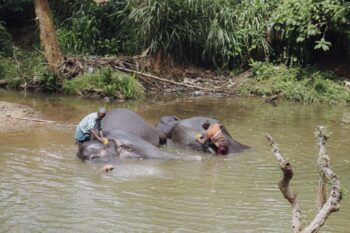 Elefanten baden im Fluss