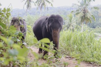 Elefanten spazieren durch den Dschungel