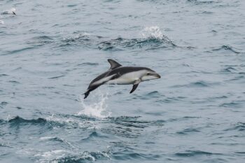 Hector Delfin springt aus dem Meer in den Marlborough Sounds, Neuseeland