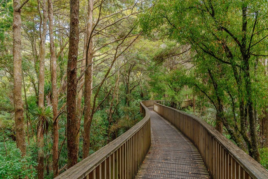Kauri Wald im Northland von Neuseeland