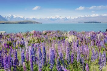 Lupinen und Berge am Lake Tekapo in Neuseeland