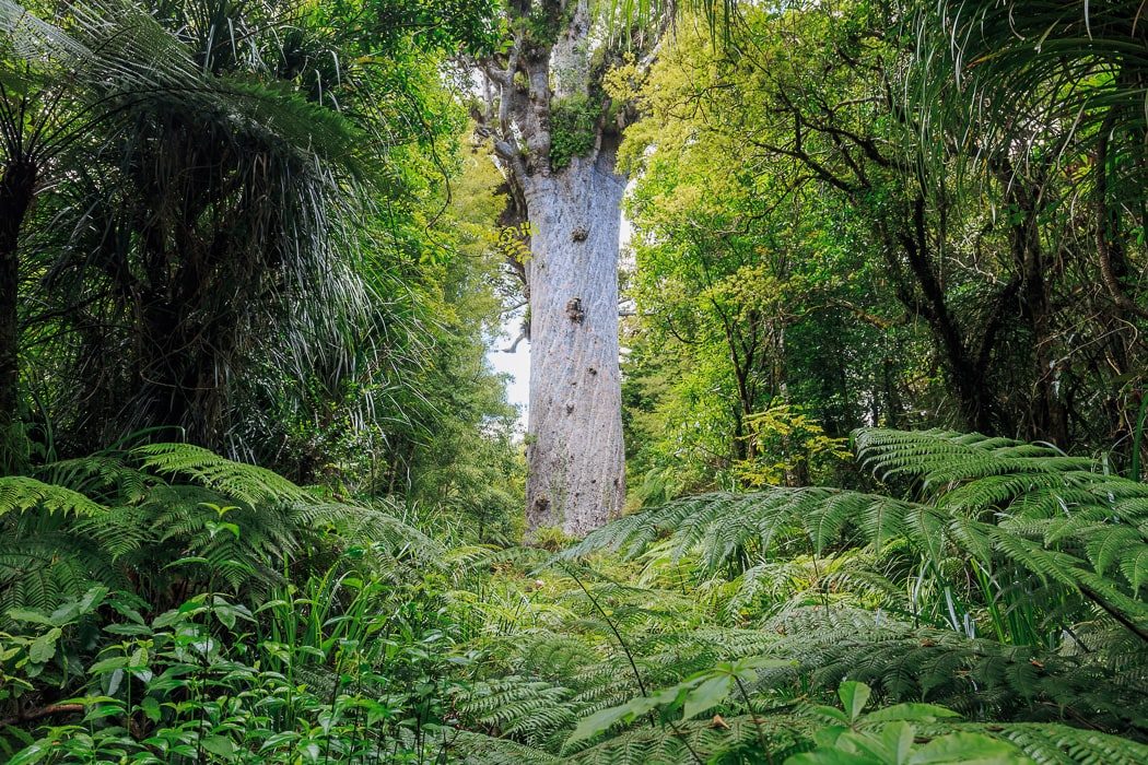 Tane Mahuta im Waipoua Kauri Forest, Neuseeland