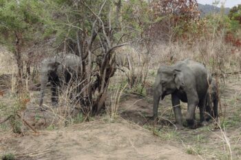 Freilebende Elefanten im Nationalpark