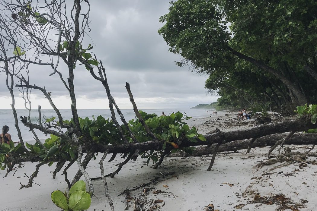 Umgefallener Baum an der Playa Santa Teresa in Costa Rica