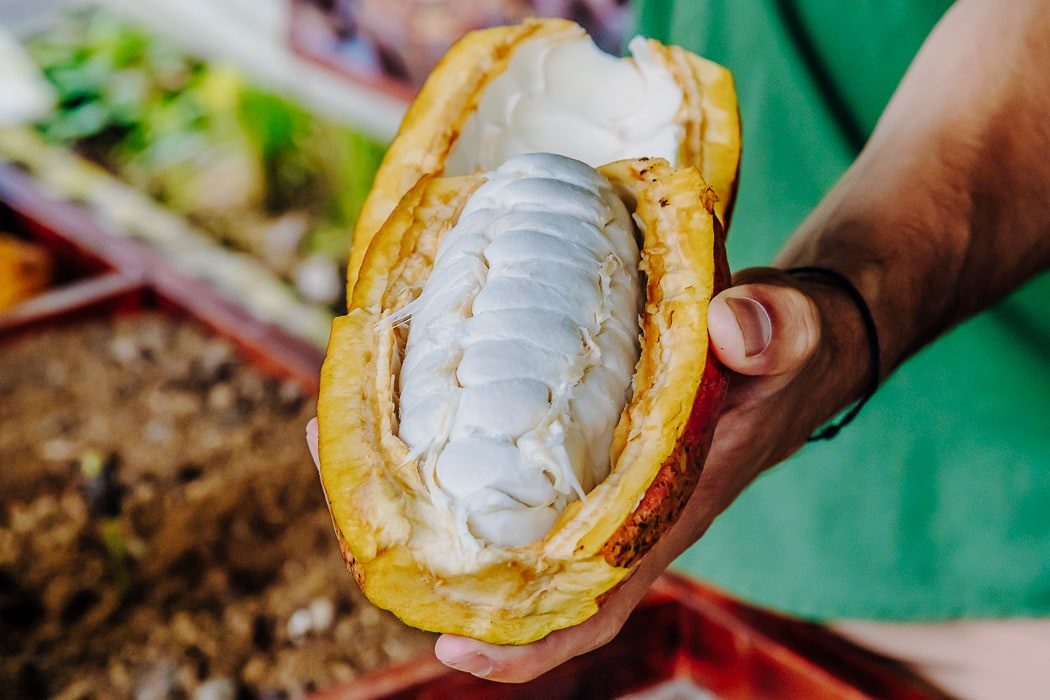 Offene Kakaofrucht in La Fortuna, Costa Rica