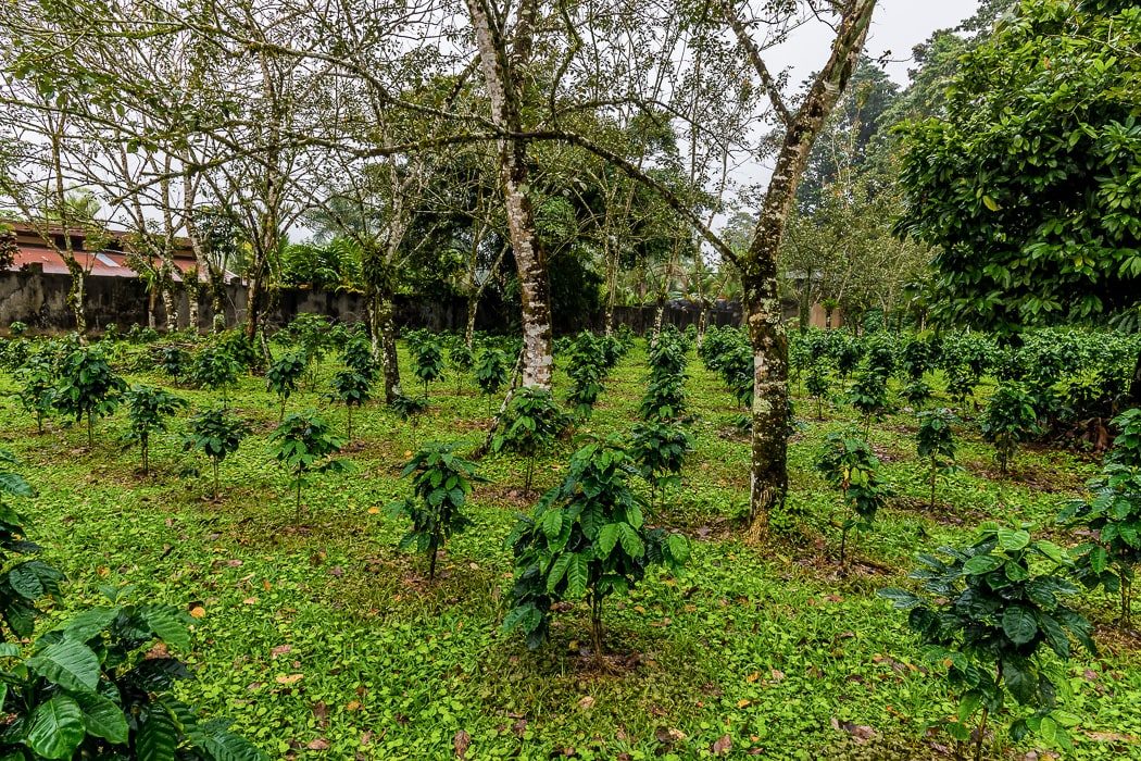 Plantage mit Kaffeepflanzen in La Fortuna, Costa Rica