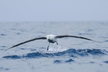 Albatross über dem Meer in Kaikoura, Neuseeland