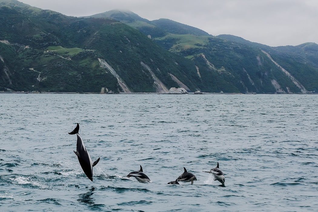 Delfinschule vor der Küste von Kaikoura, Neuseeland