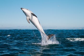 Dusky Delfin vor der Küste von Kaikoura in Neuseeland