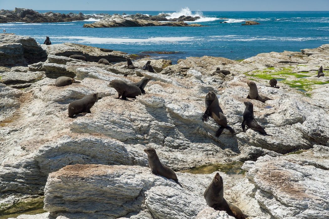 Robbenkolonie von Kaikoura, Neuseeland