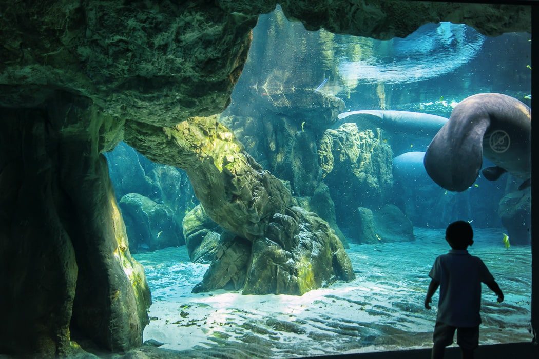 Becken im Aquarium von Genua