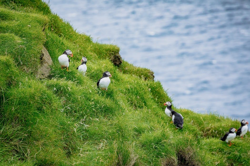 Papageientaucher an einer Klippe auf Mykines auf den Färöer Inseln