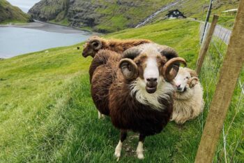 Ein Schaf in Saksun auf den Färöer Inseln