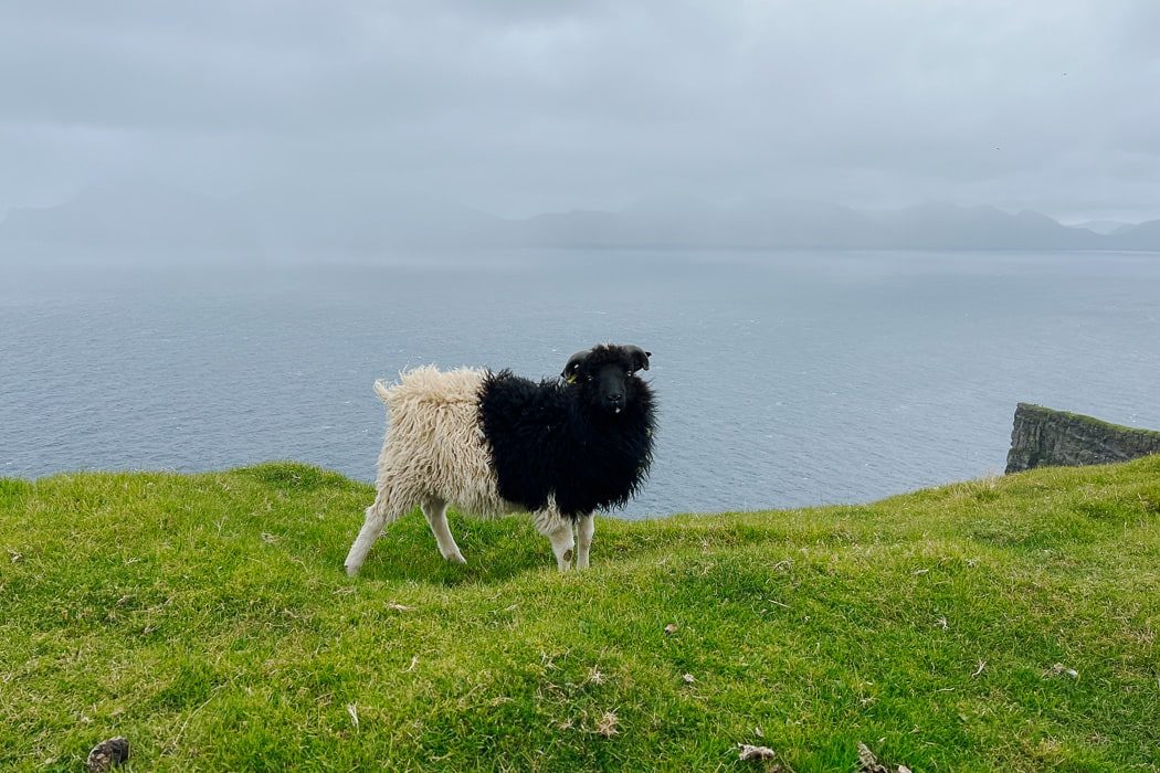 Ein schwarz-weißes Schaf auf den Färöer Inseln