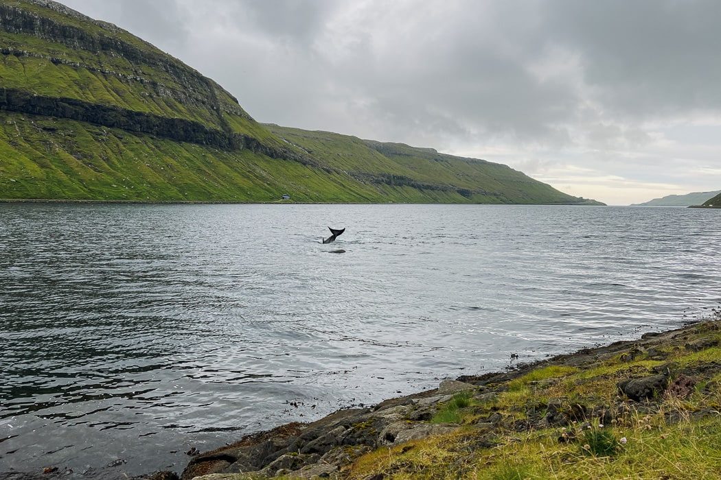 Eine Wal-Flosse im Fjord Kaldbaksfjørður bei Tórshavn auf den Färöer Inseln