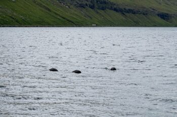 Drei Wale im Fjord Kaldbaksfjørður bei Tórshavn auf den Färöer Inseln