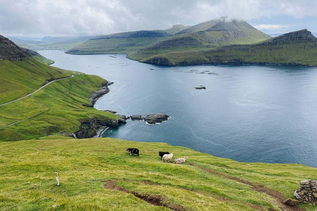 Schafe auf der Wanderung zwischen dem Mulafossur Wasserfall und dem Ort Bøur auf den Färöer Inseln
