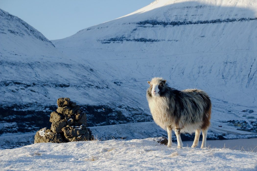 Ein Schaf im Schnee auf den Färöer Inseln