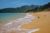 Totaranui Beach wird auch Goldener Strand genannt