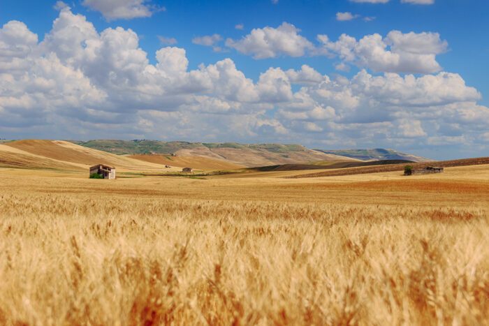 Blick auf Weizenfelder mit kleinem Häuschen im Sommer